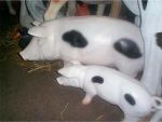 Spotted Pig